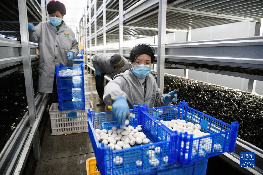 领航中国｜彪炳史册的人间奇迹——党的十八大以来我国脱贫攻坚成就举世瞩目